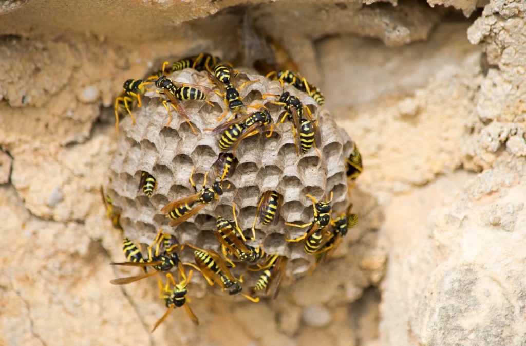 Wasps