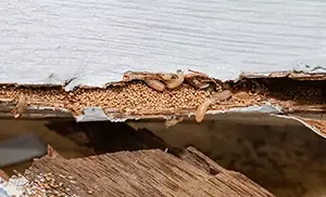 Termite Removal