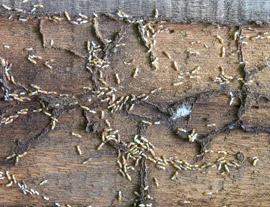 Termite Extermination in Belleville IL