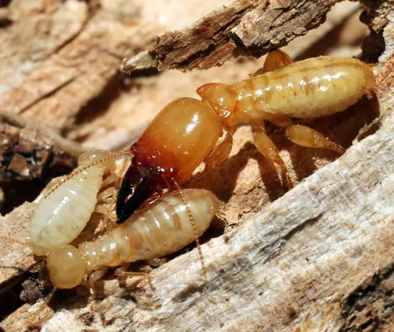 Residential Termite Treatment in Edwardsville IL