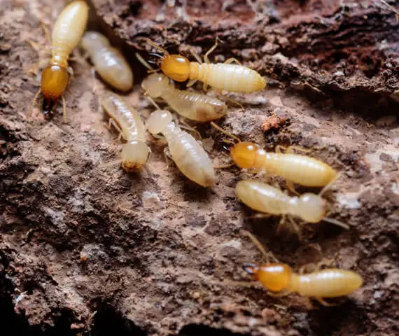 Termite Treatment & Prevention Services Fairview Heights IL