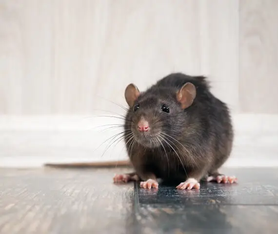 Mice Control Service near Glen Carbon IL