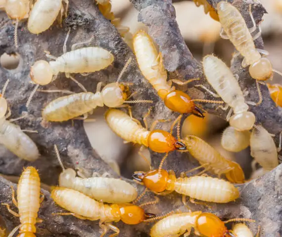 Termite Pest Extermination Services in Maryville IL