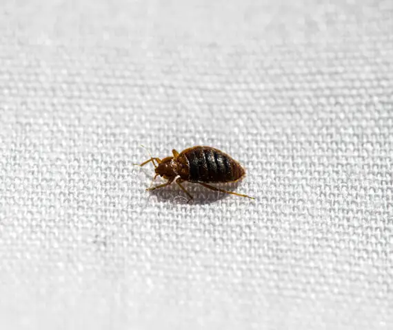 Bed Bugs Extermination Services in Collinsville IL