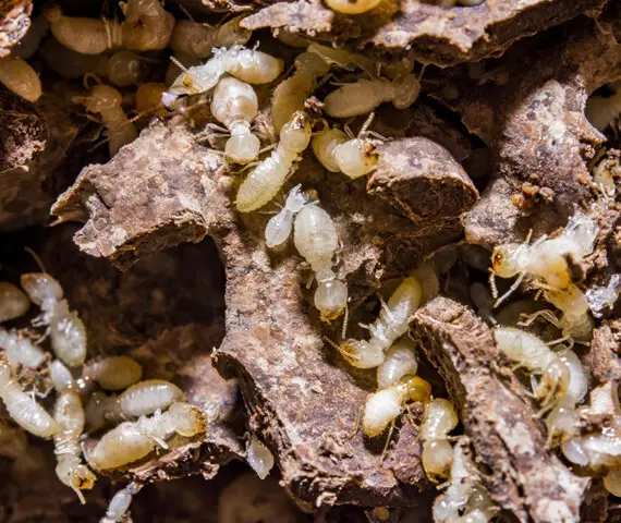 Termite Pest Control Specialist in Granite City IL