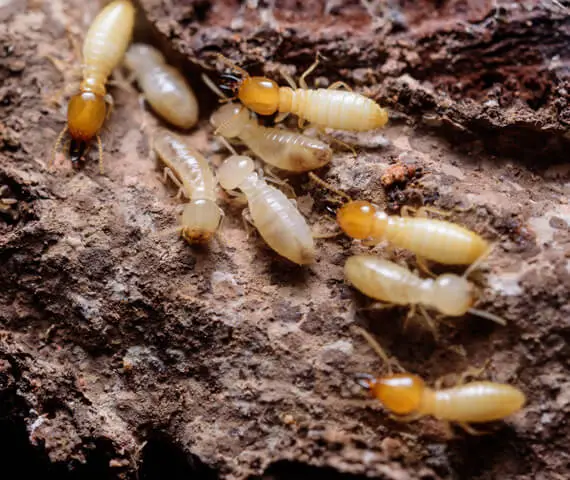 Commercial Termite Treatment near Freeburg IL