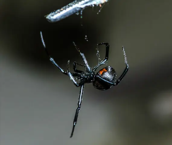 Spider Control Services in Alton IL