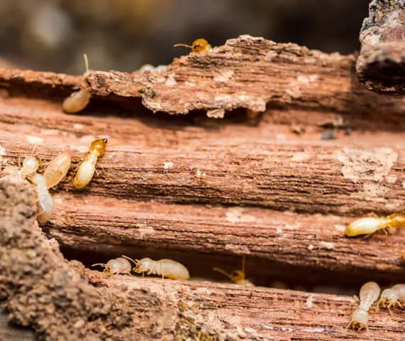 Termite Treatment & Prevention Services in Alton IL