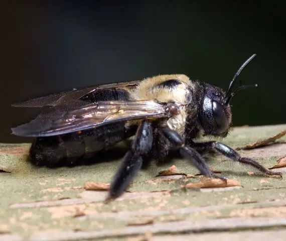 Professional Pest Control in Columbia IL