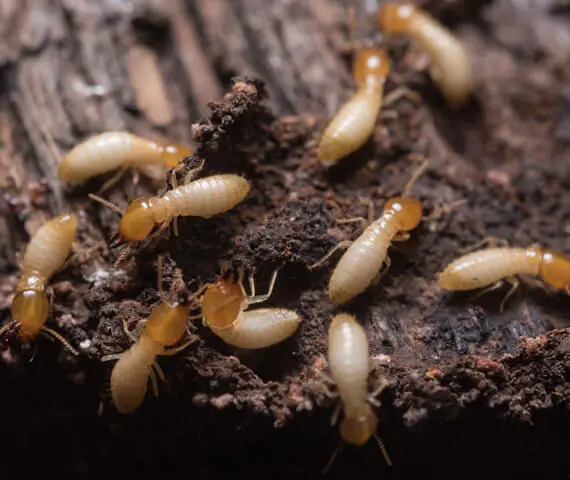 Commercial Termite Treatment in Waterloo IL