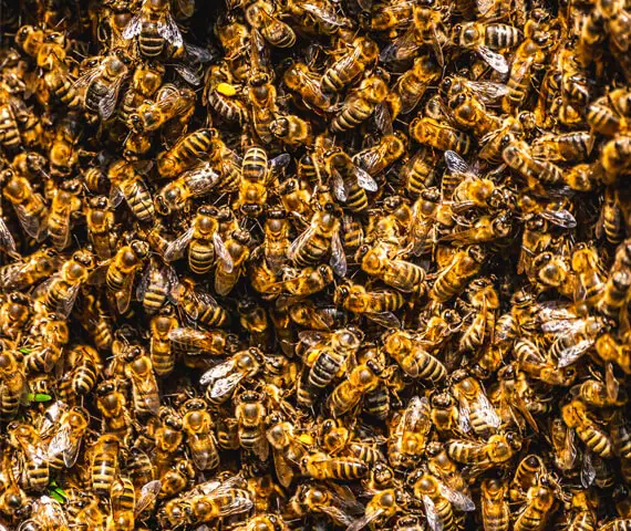 Bee Control Services in Freeburg IL