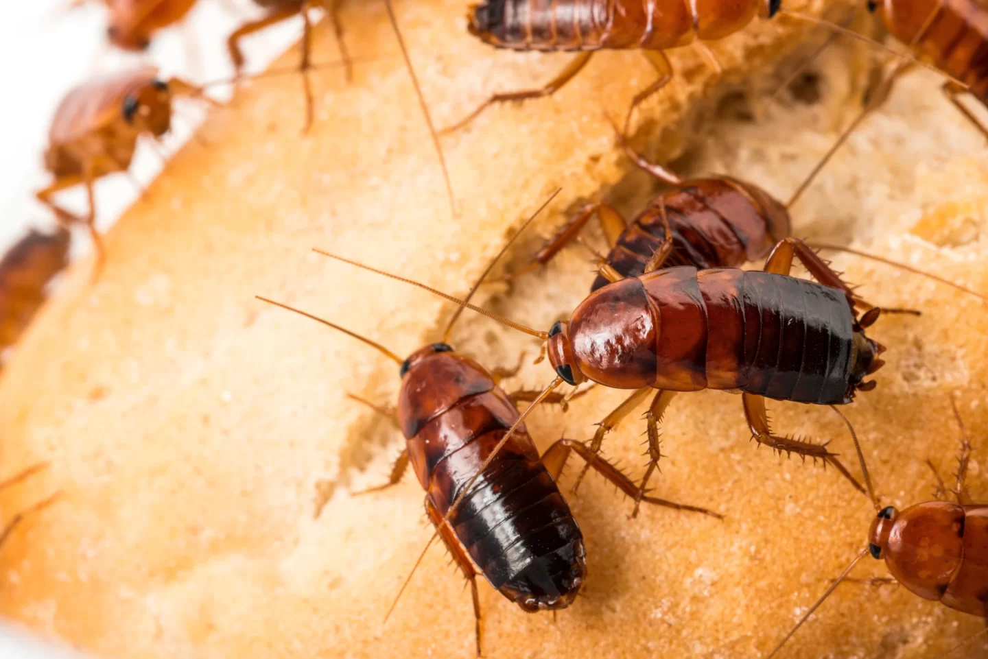 roaches in collinsville il home