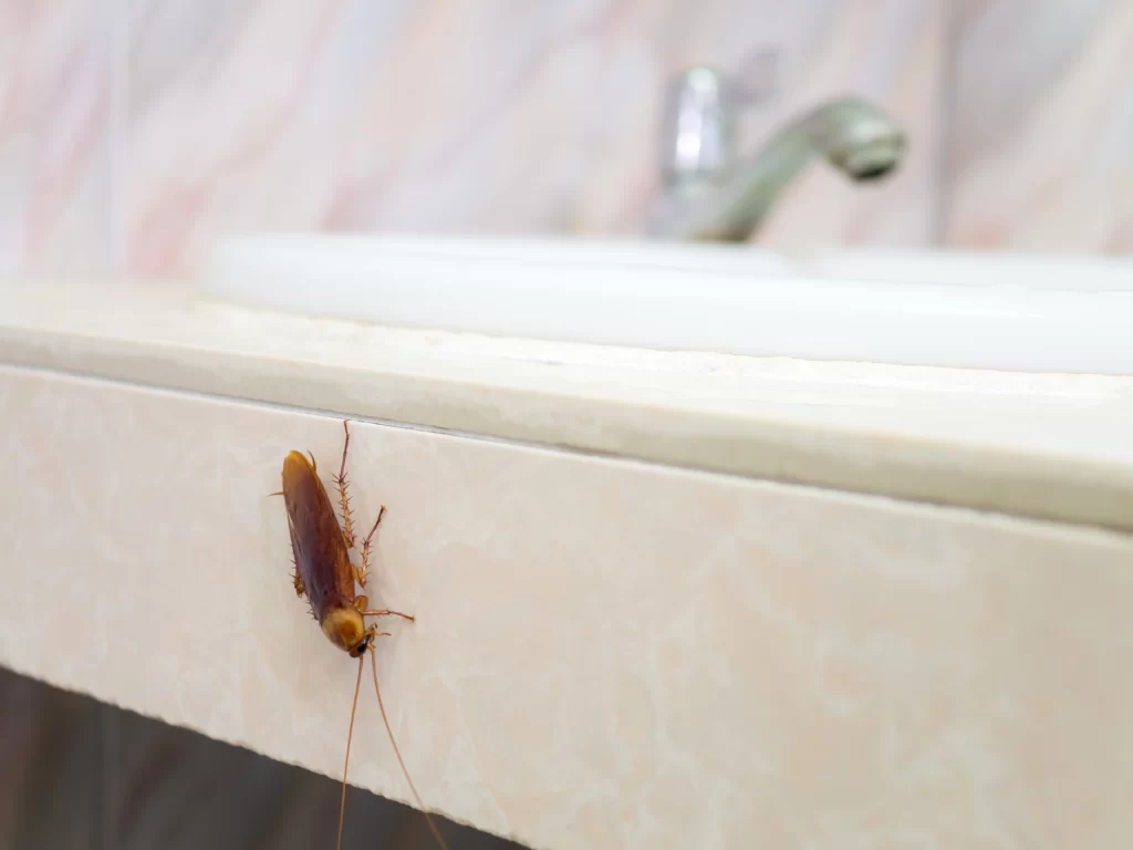 remove roaches from home