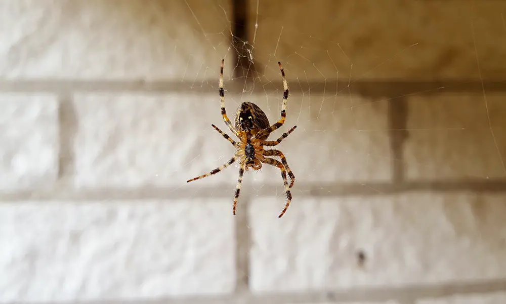 spider basement edwardsville il