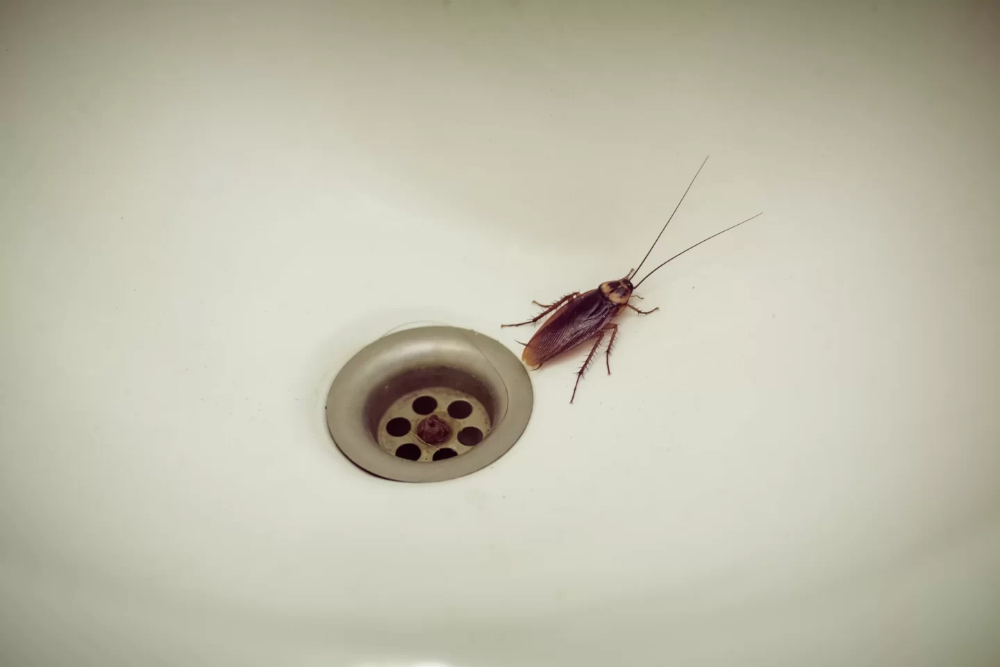 pests in your bathroom granite city il