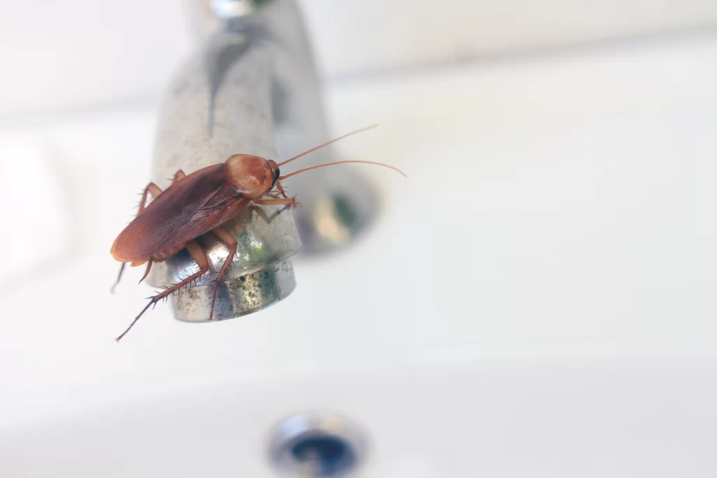 cockroaches in bathroom granite city il