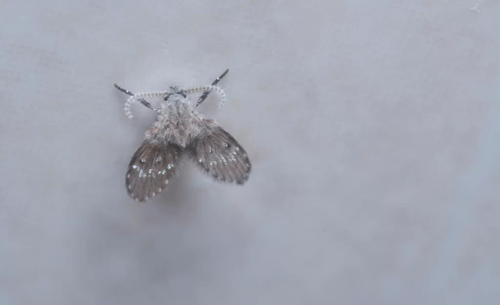 drain flies in bathroom granite city il