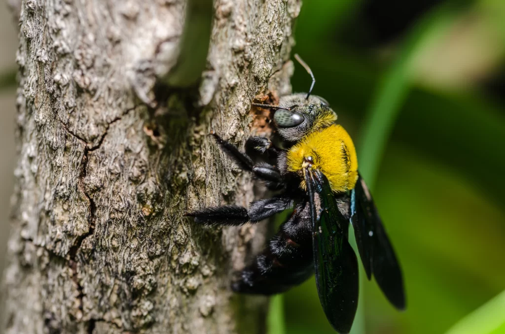 carpenter bees in Alton, IL