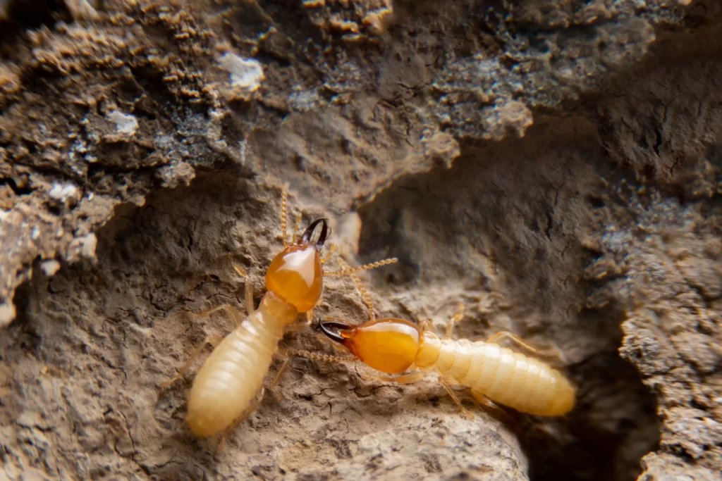 termites causing damage to homes in Glen Carbon, IL