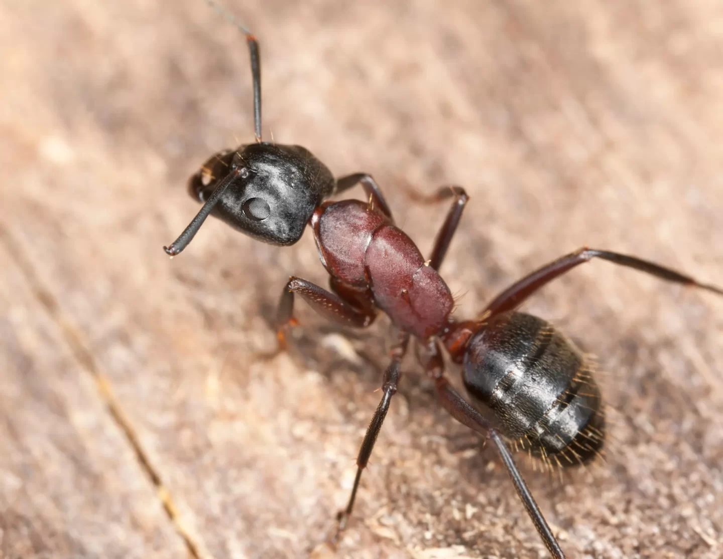 carpenter ants infestation Waterloo, IL