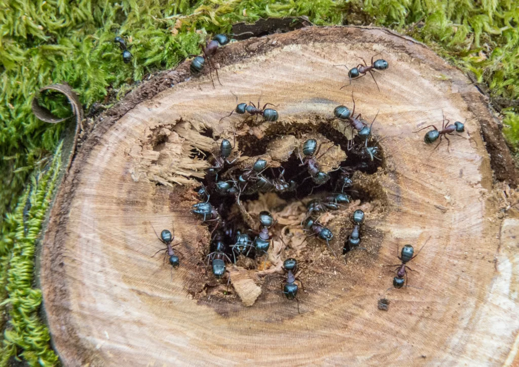 carpenter ants pest control Waterloo, IL