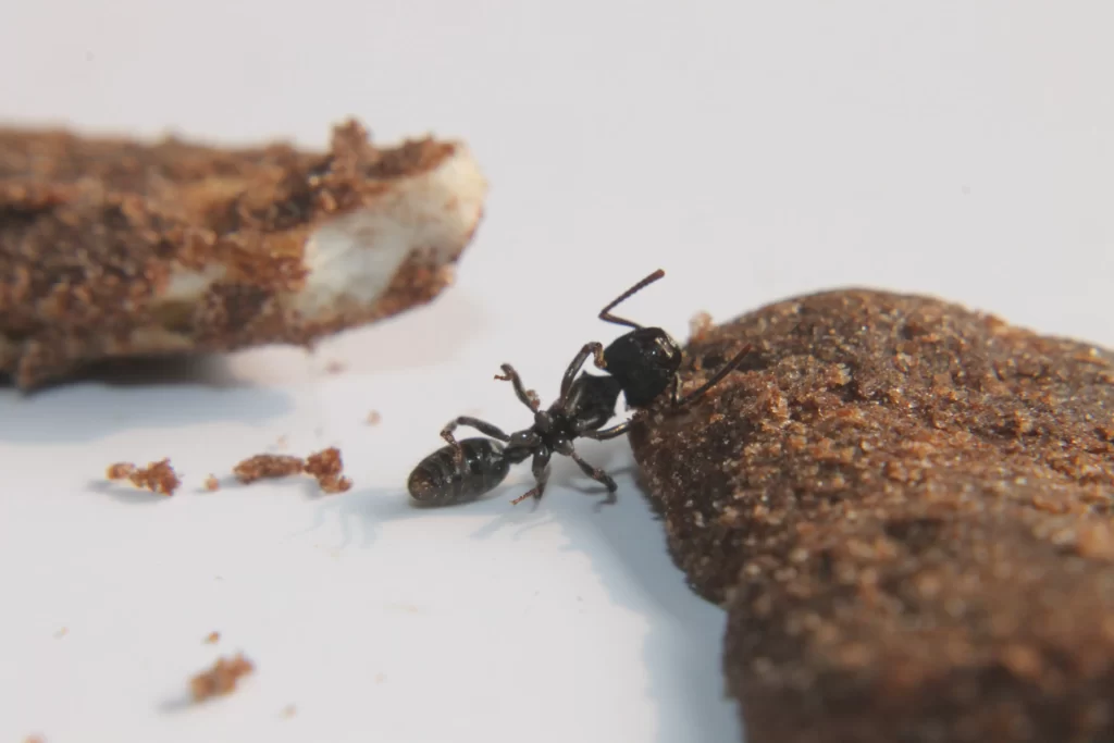 Waterloo, IL dealing with carpenter ants