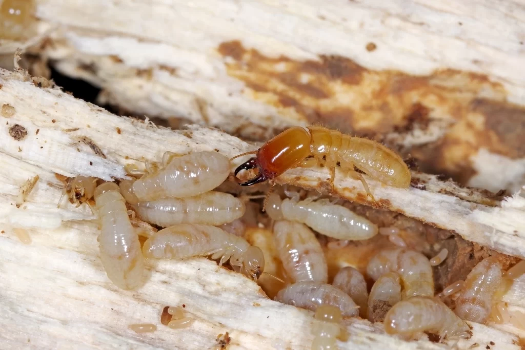 Columbia, IL homeowners guide to detecting termite infestations