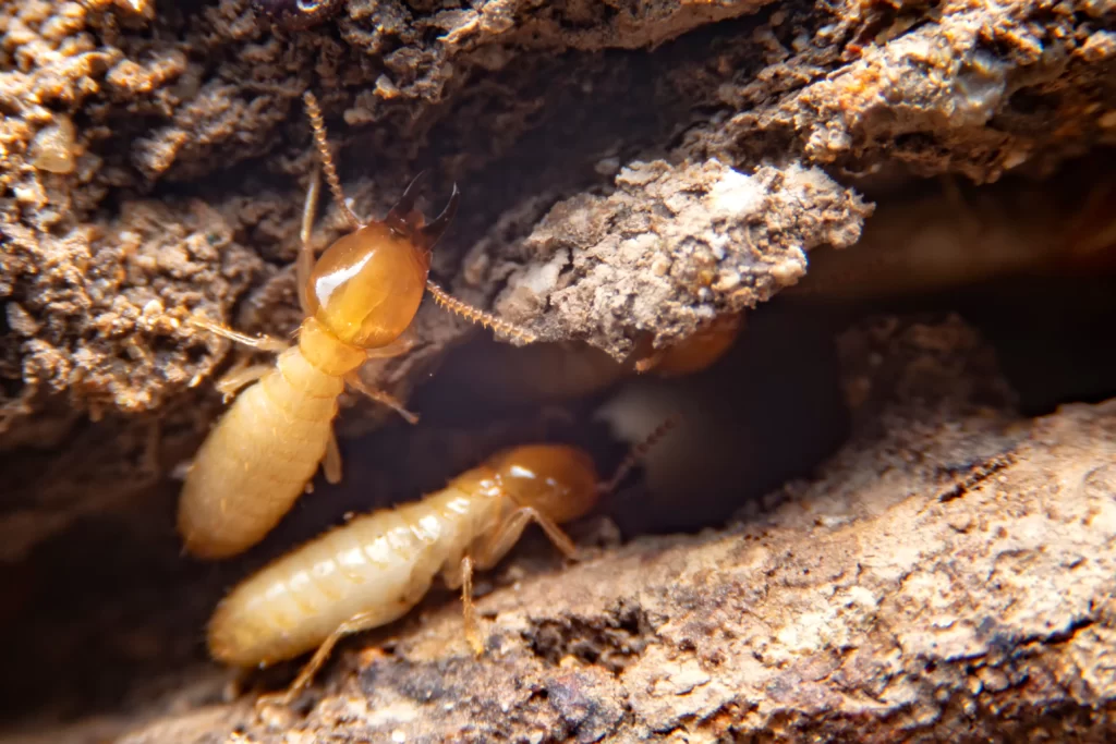 keep termites out of your home Columbia, IL