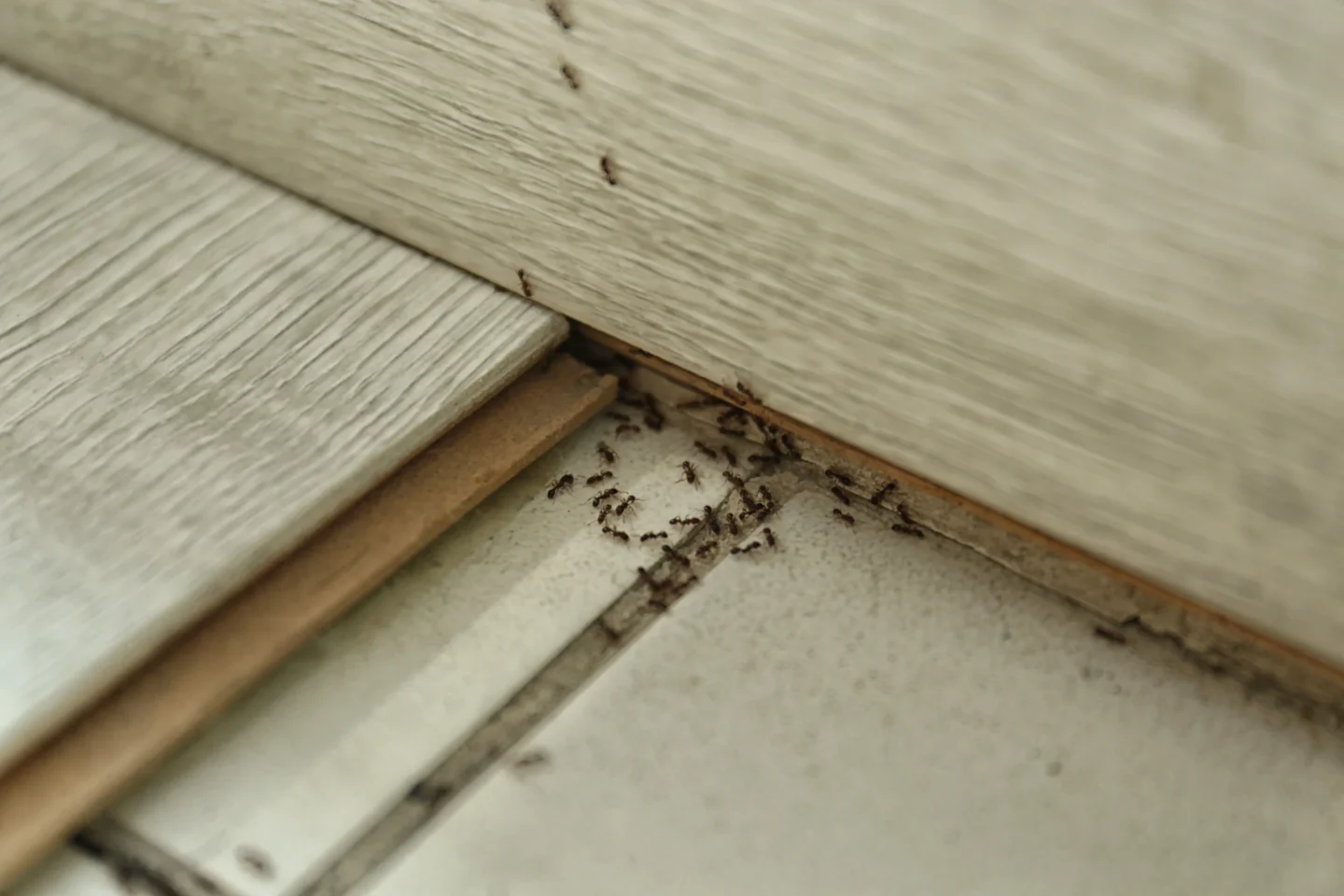 what attracts pests to home in Belleville, IL