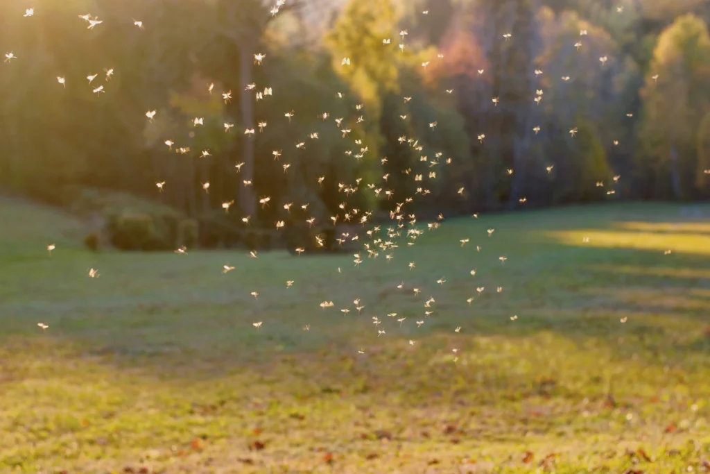 Belleville, IL what brings pests into homes & businesses