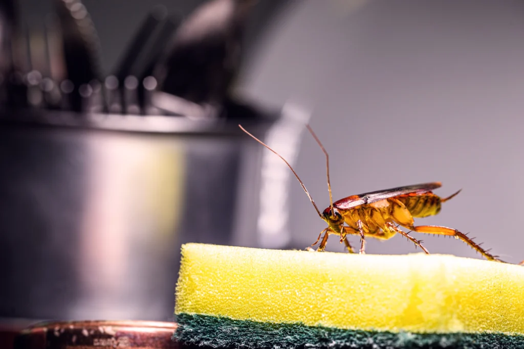 Collinsville, IL pests control services to keep pests out of kitchen