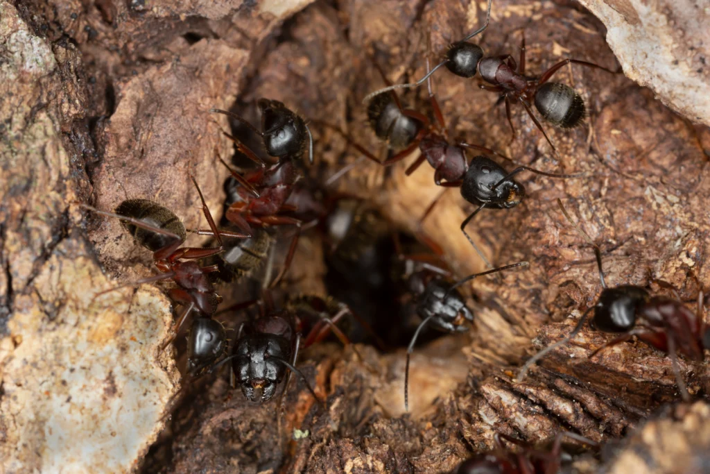 ant damage in home Maryville, IL