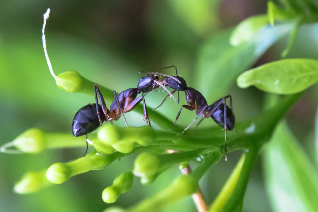 Alton, IL homeowners guide to carpenter ants