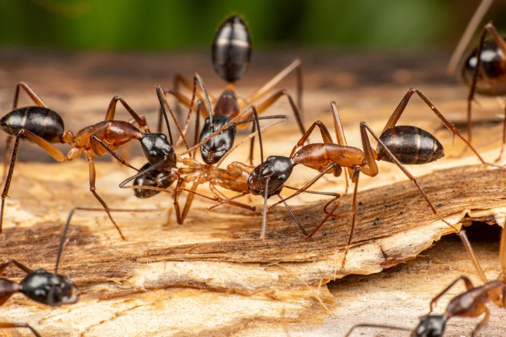 learn carpenter ant facts Alton, IL