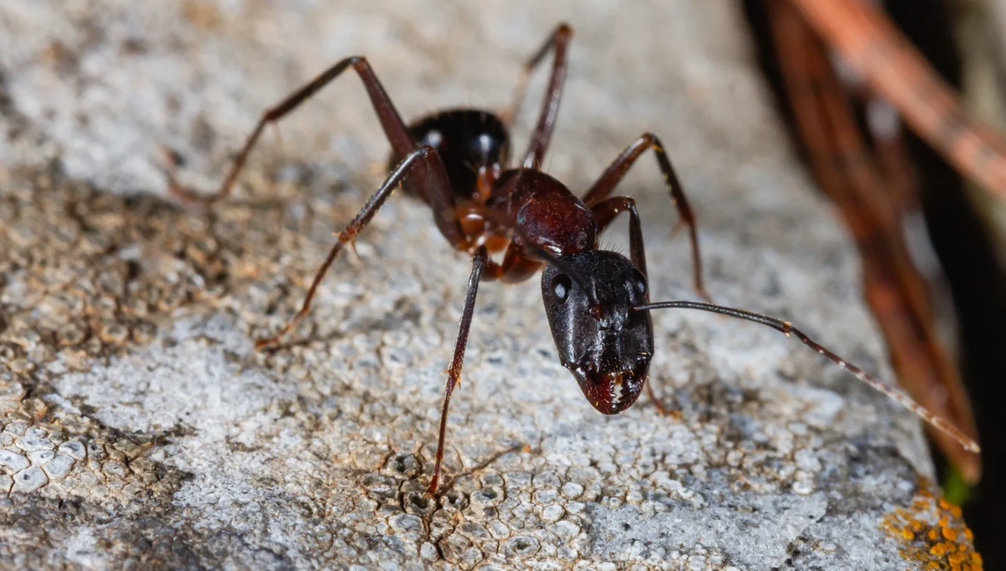 carpenter ant facts Alton, IL