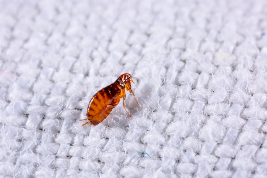 best flea removal tips Waterloo, IL