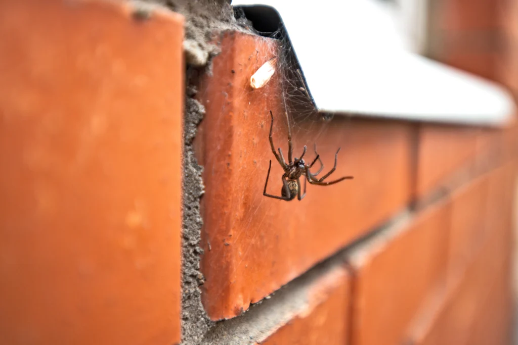 Safety tips for homeowners in Wood River, IL about spiders