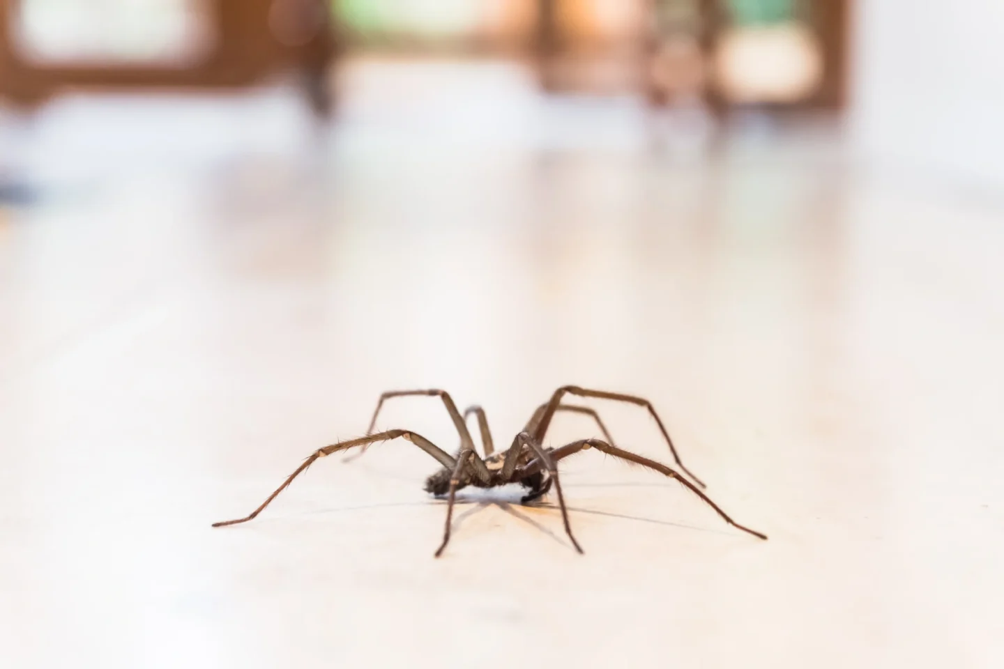 spider safety in home Wood River, IL