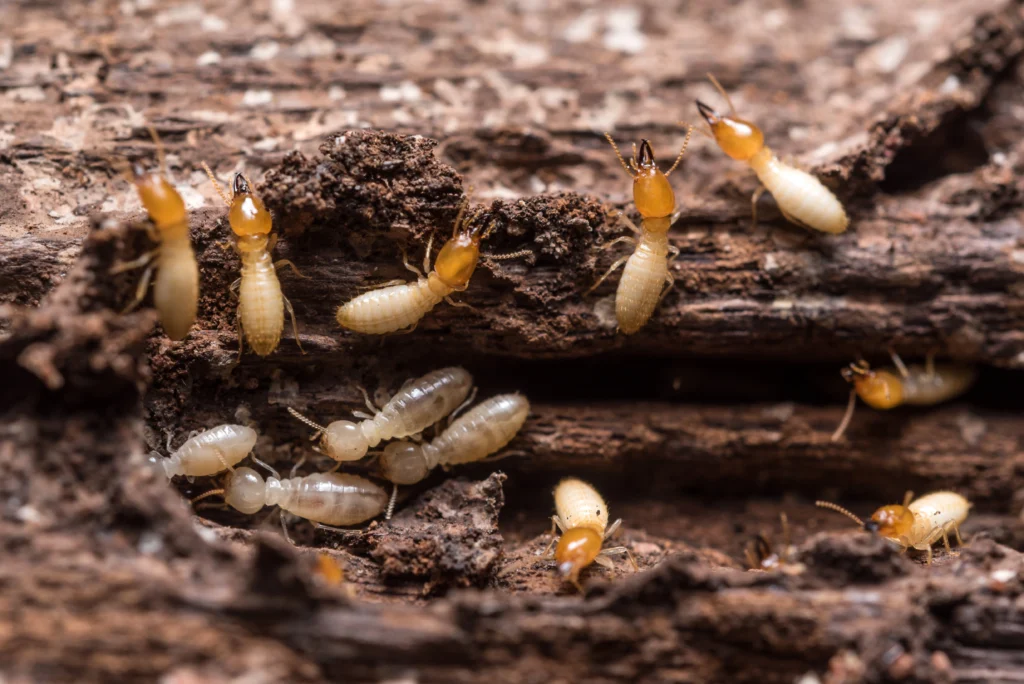 Maryville, IL termite home damage