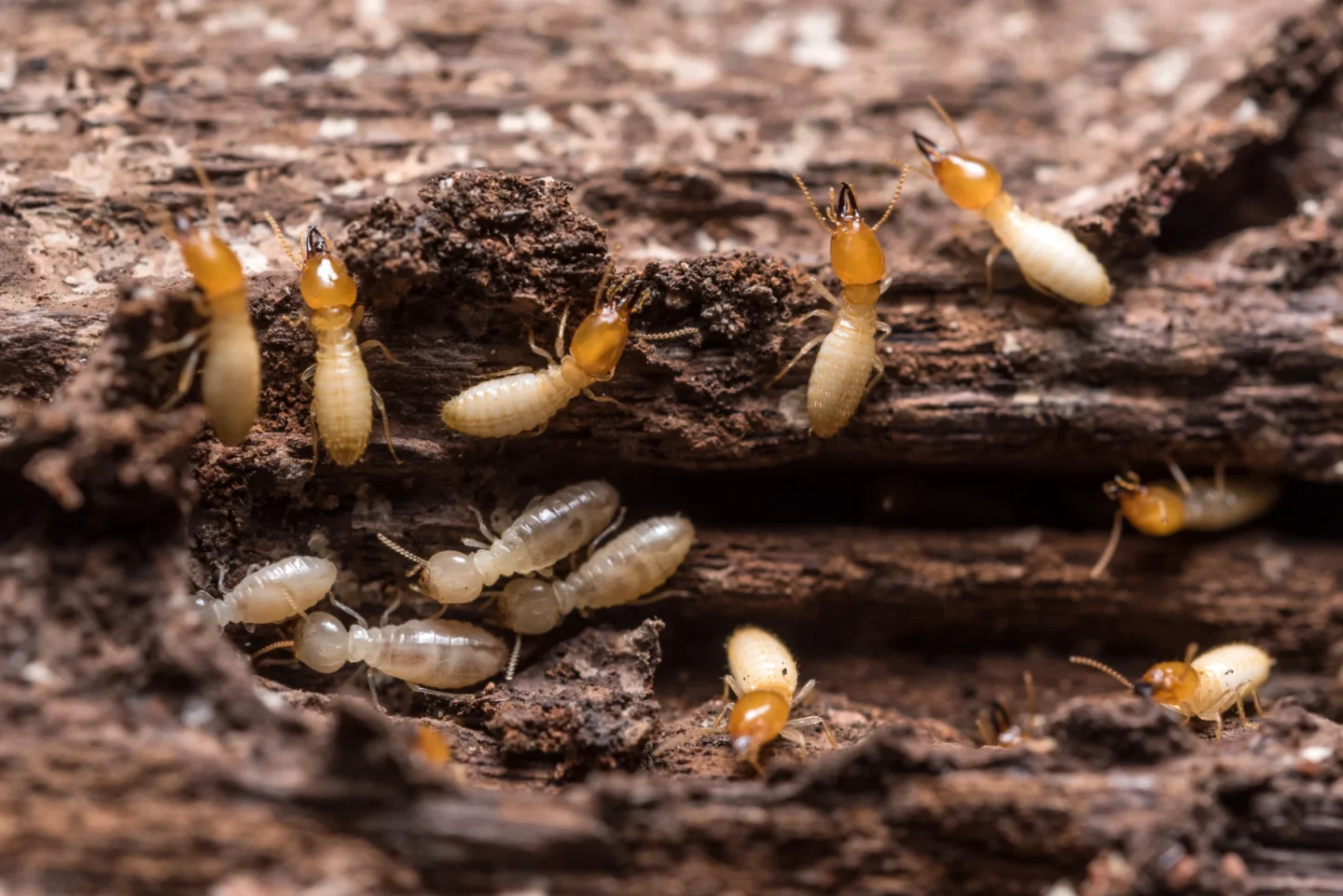 termite control strategies Granite City, IL