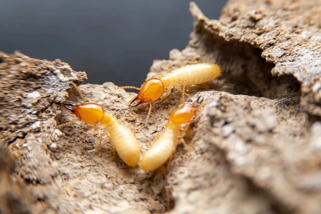 Granite City, IL best termite prevention strategies