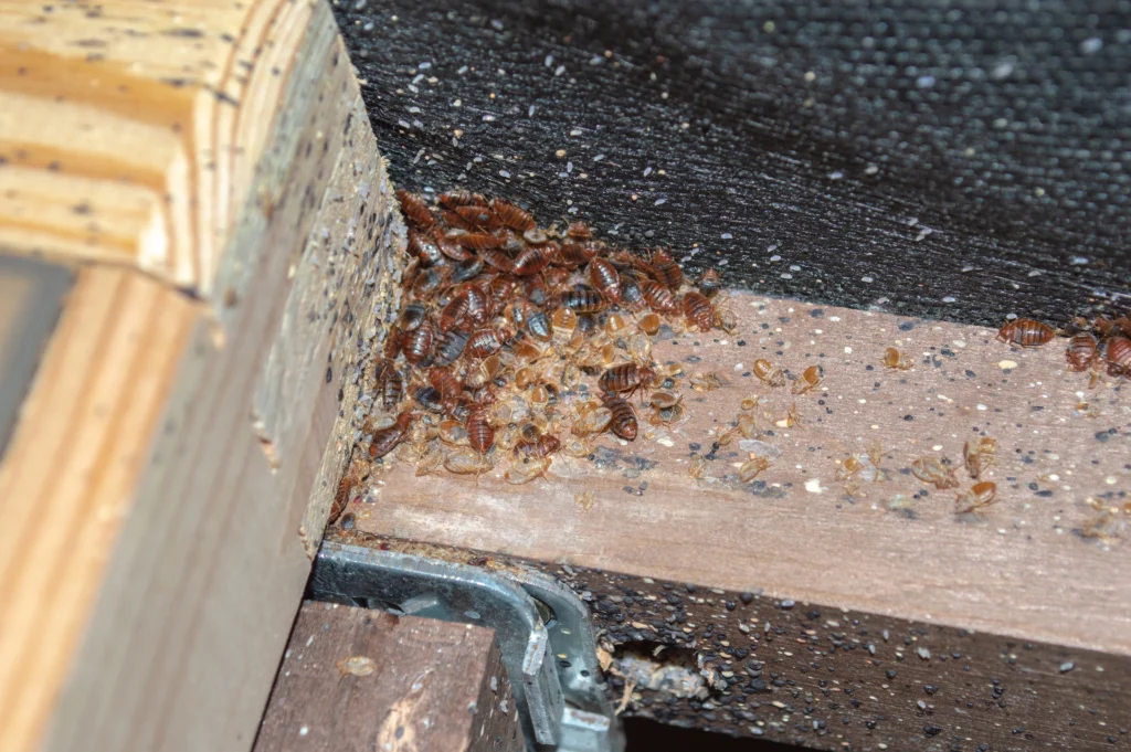 bud bug infestations Edwardsville, IL