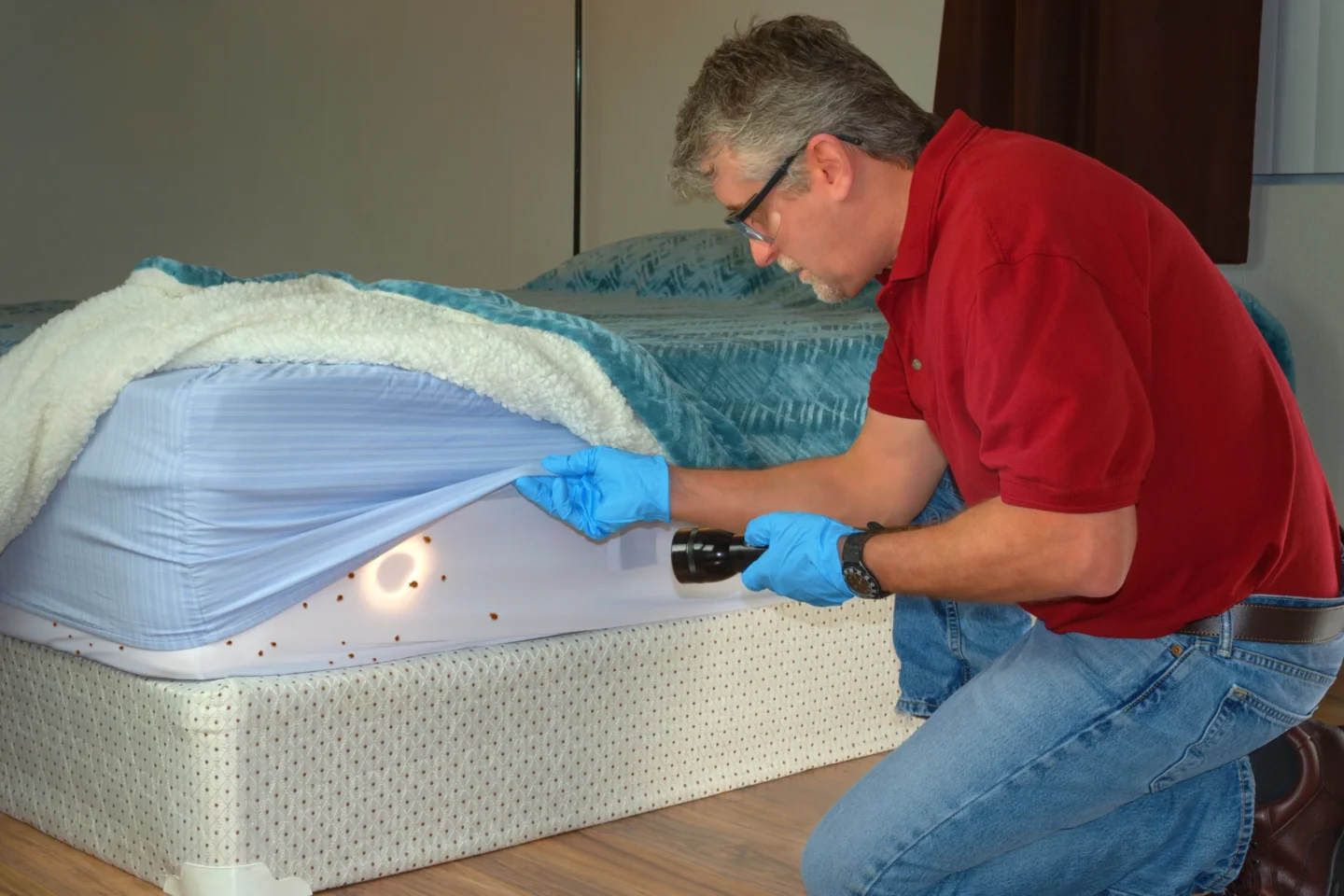 Flea vs. Bed Bug Infestations Edwardsville, IL