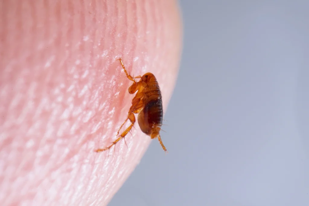 flea infestations Edwardsville, IL