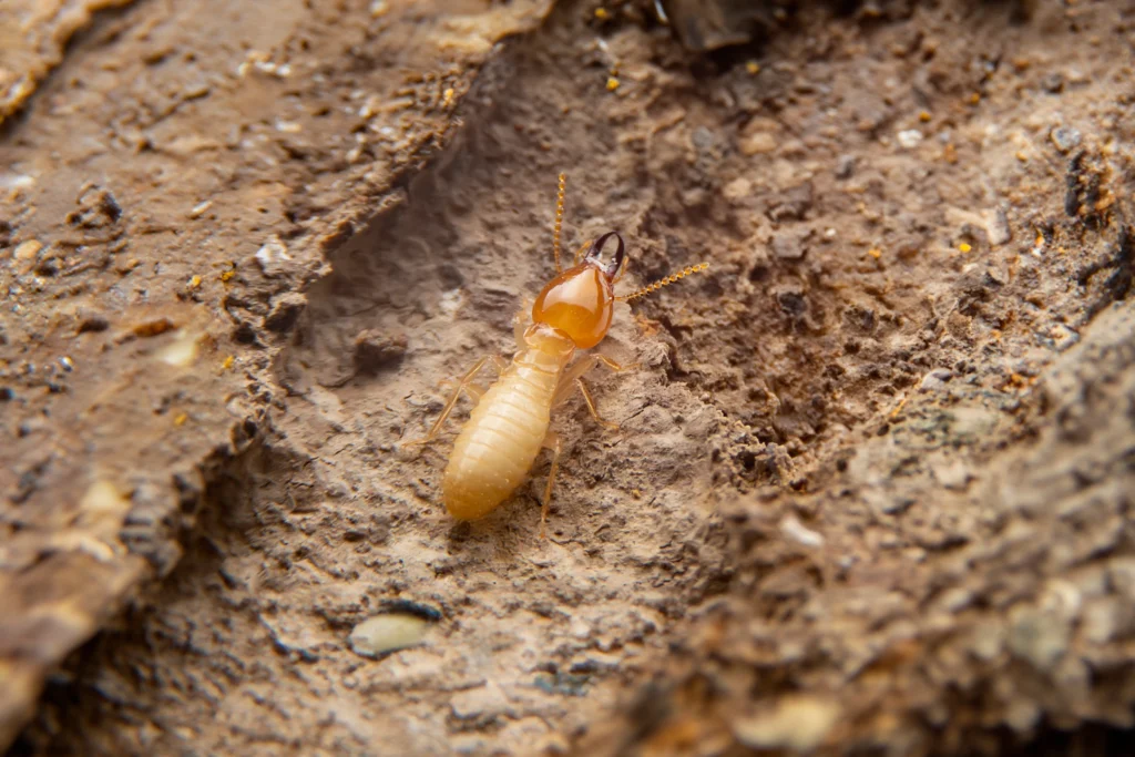 Fairview Heights, IL Termite Inspection services