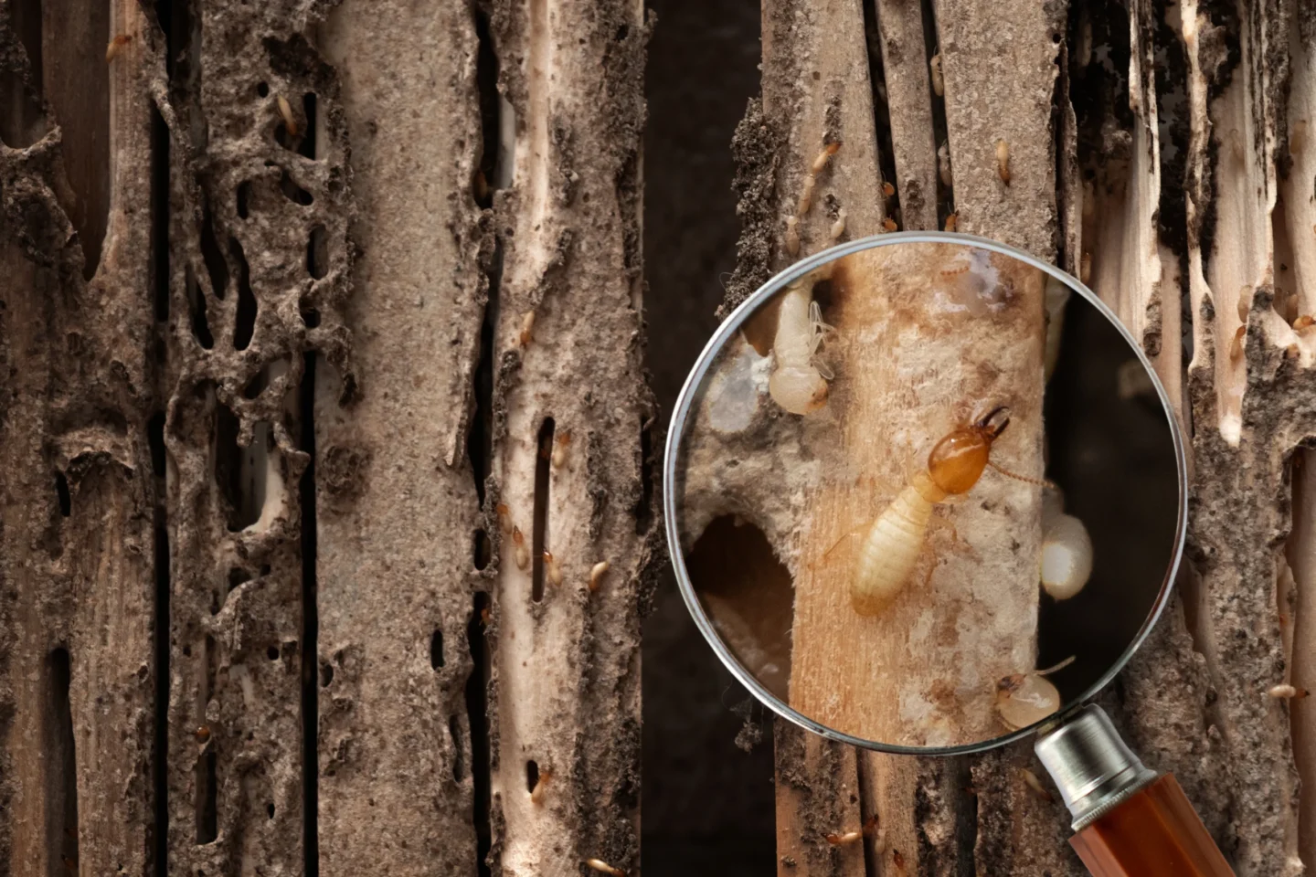 Termite Inspection importance Fairview Heights, IL