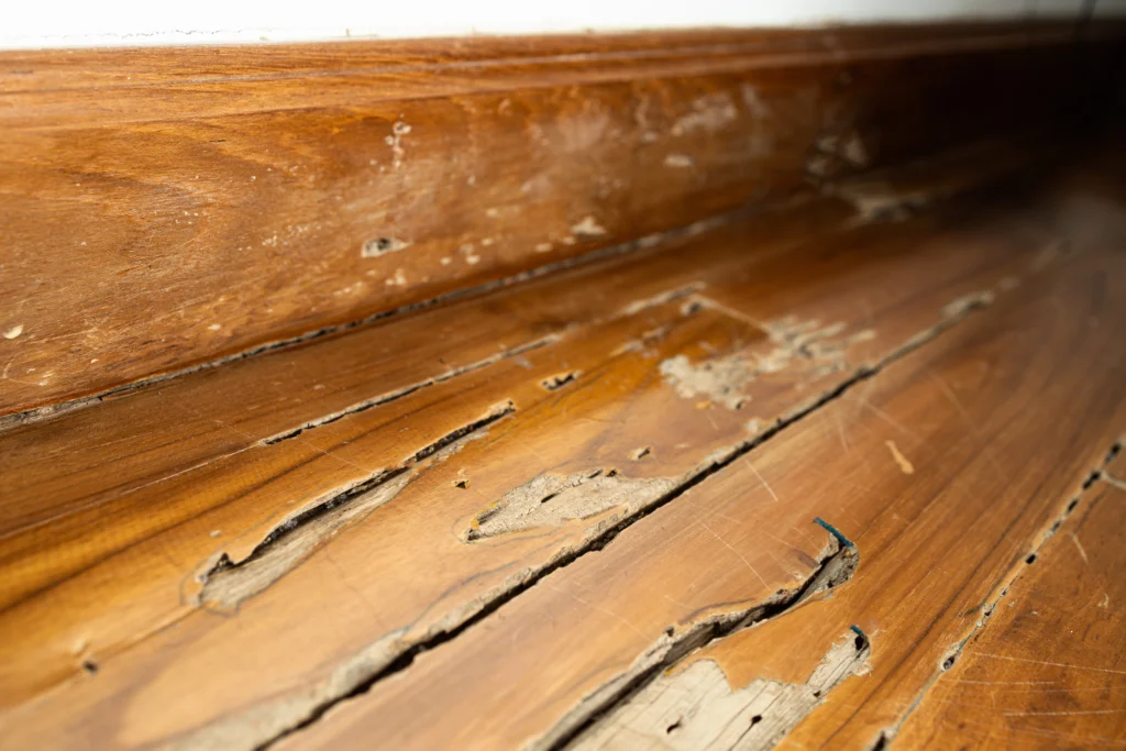 why you need a Termite Inspection Fairview Heights, IL
