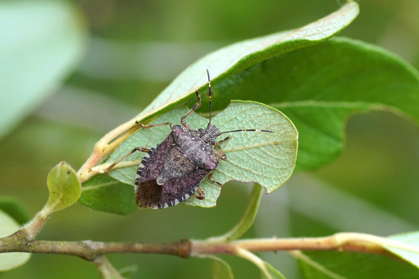 Invasive Species to protect your home from Freeburg, IL