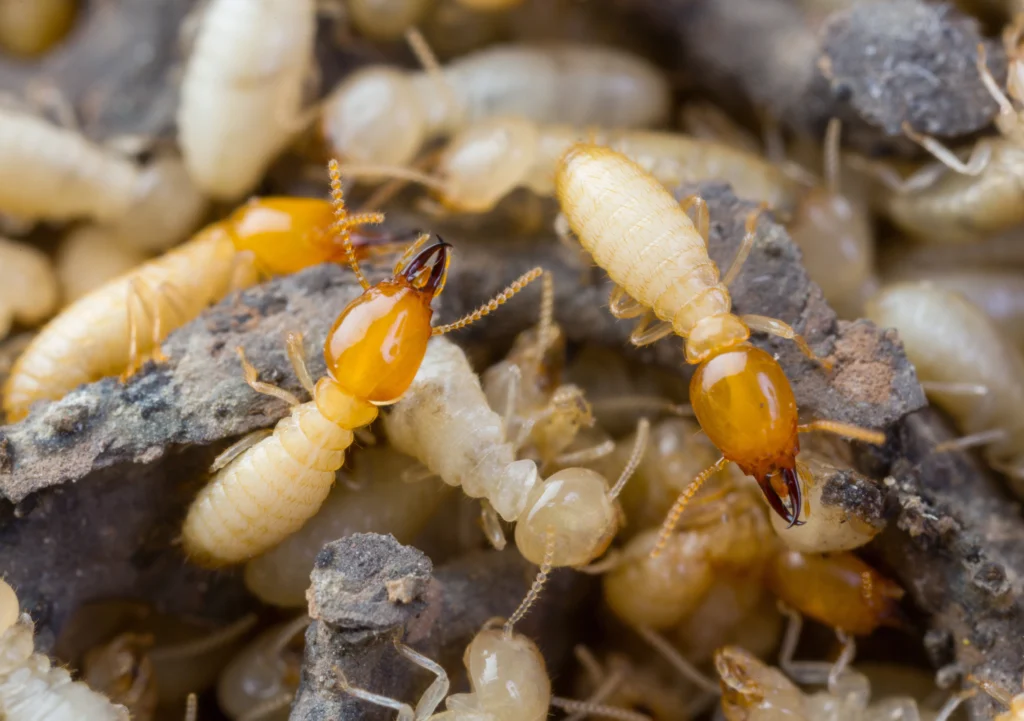 Freeburg, IL Invasive Species pests