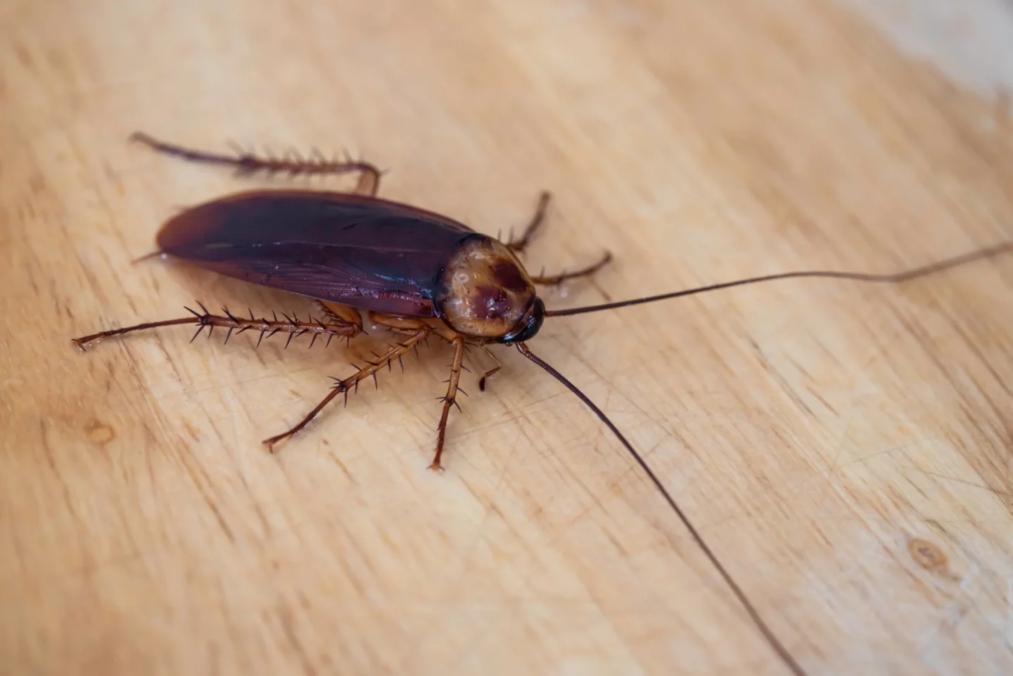 Granite City, IL Cockroach Infestations